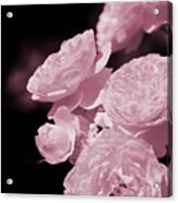 Peacock Pink Cabbage Roses On Black Acrylic Print