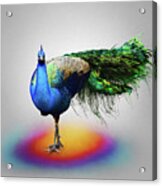 Peacock Pose Acrylic Print