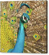 Peacock Acrylic Print