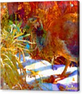 Peahen In Winter Garden I Acrylic Print