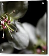 Pear Blossoms Acrylic Print