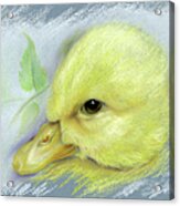 Pekin Duckling Portrait Acrylic Print