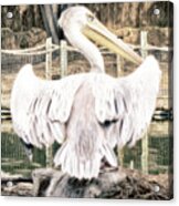 Pelican Acrylic Print