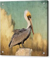 Pelican And Clouds Acrylic Print