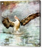 Pelican Art 00174 Acrylic Print
