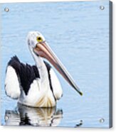 Pelican Acrylic Print