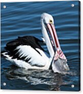 Pelican Fishing 6661 Acrylic Print