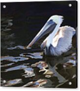 Pelican Ii Oil Painting Acrylic Print