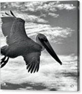 Pelican In Flight Acrylic Print