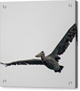 Pelican In Flight Acrylic Print
