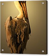 Pelican On Piling Acrylic Print