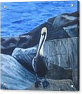 Pelican On The Rocks Acrylic Print