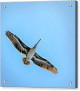 Pelican Overhead Acrylic Print