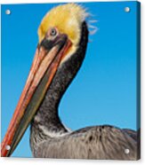 Pelican Portrait Acrylic Print