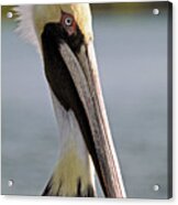 Pelican Portrait Acrylic Print