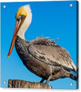 Pelican Pose Acrylic Print