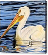 Pelican Posing Acrylic Print