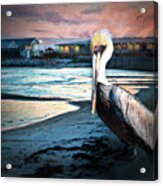 Pelican Sunset Acrylic Print