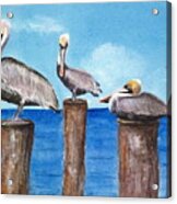 Pelican Trio Acrylic Print