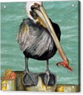 Pelican With Shrimp Acrylic Print
