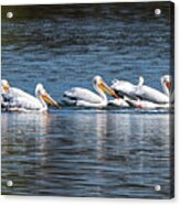 Pelicans All In A Row Acrylic Print