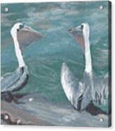Pelicans At Fort Pierce Acrylic Print