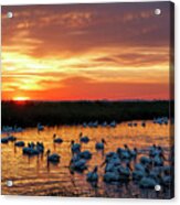 Pelicans At Sunrise Acrylic Print