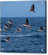 Pelicans Fly Over The Water Acrylic Print
