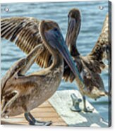 Pelicans Of Lantana Acrylic Print