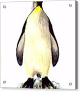 Penguin Acrylic Print