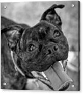 Penny - Dog Portrait Acrylic Print