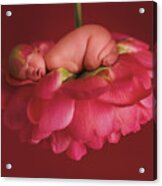 Chelsea On A Pink Peony Rose Acrylic Print