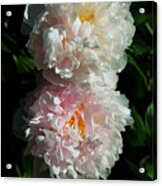 Peony Duo Acrylic Print