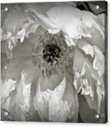 Peony Petals In Black And White Acrylic Print
