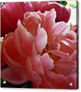 Peony Series 1-2 Acrylic Print