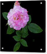 Peppermint Rose1 Cutout Acrylic Print