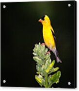 Perched American Goldfinch Acrylic Print