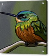 Perched Hummingbird Acrylic Print