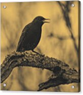 Perched In The Old Oak Acrylic Print