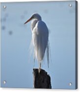 Perching Egret Acrylic Print