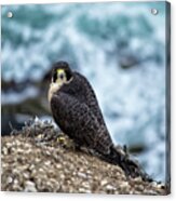 Peregrine Falcon - Here's Looking At You Acrylic Print