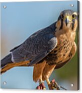 Peregrine Falcon Wildlife Art By Kaylyn Franks Acrylic Print