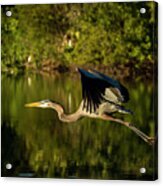 Perfect Flight Acrylic Print