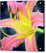 Perfection Of A Bloom. Acrylic Print