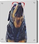 Perrito Hipster 🐶 #rottie #dapperdog Acrylic Print