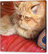 Persian Cat Acrylic Print
