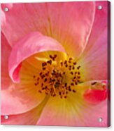 Petal Pink Acrylic Print