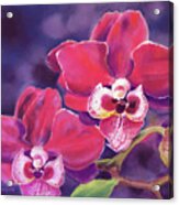 Phalaenopsis Orchid Acrylic Print