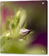 Phloxy Lady Bud Acrylic Print