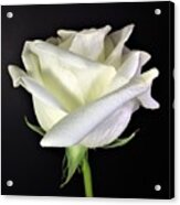 Photograph White Rose By Delynn Addams Acrylic Print